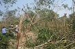 Quảng Trị vực dậy vườn cao su sau bão